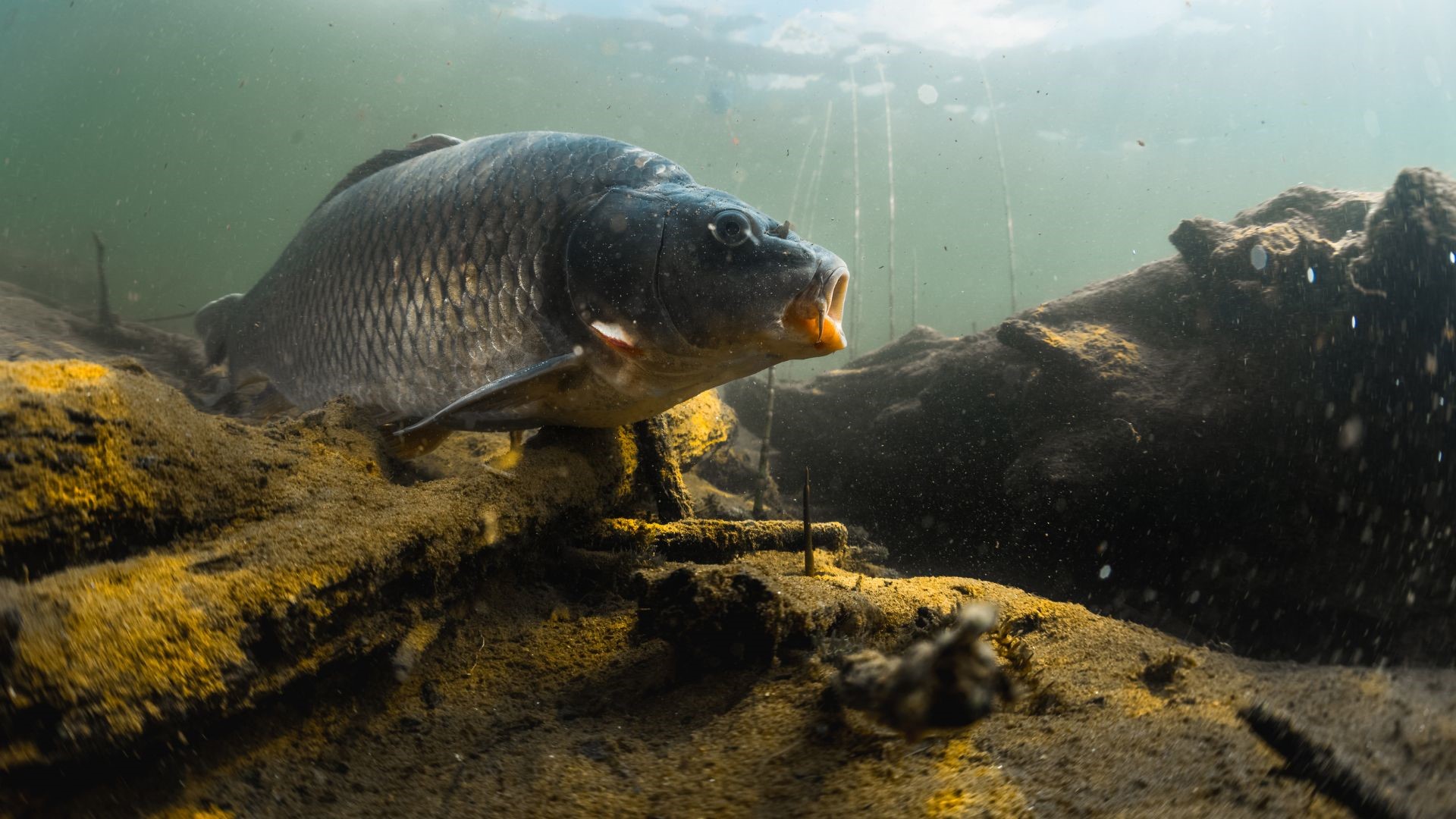 Newton Lakes Fishery